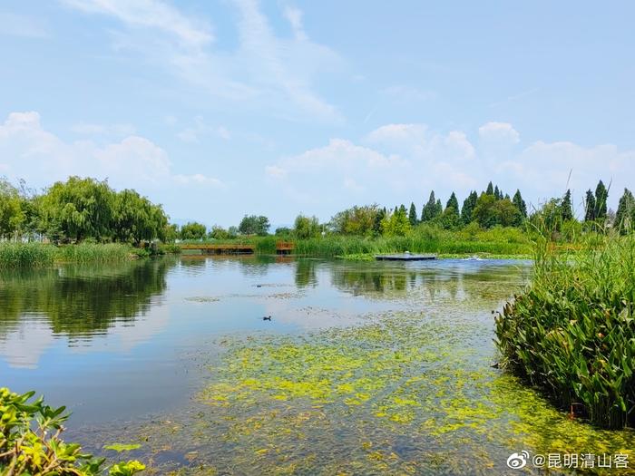 2022斗南湿地公园图片