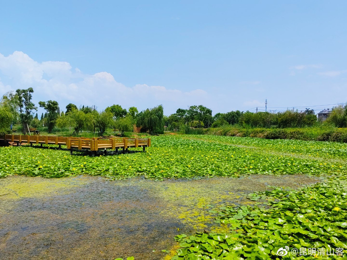 昆明斗南湿地公园