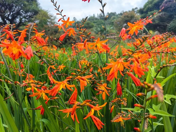 雄黄兰别名火星花,在仲夏季节,不避烈日,不惧炎热,花开不绝,艳红似火