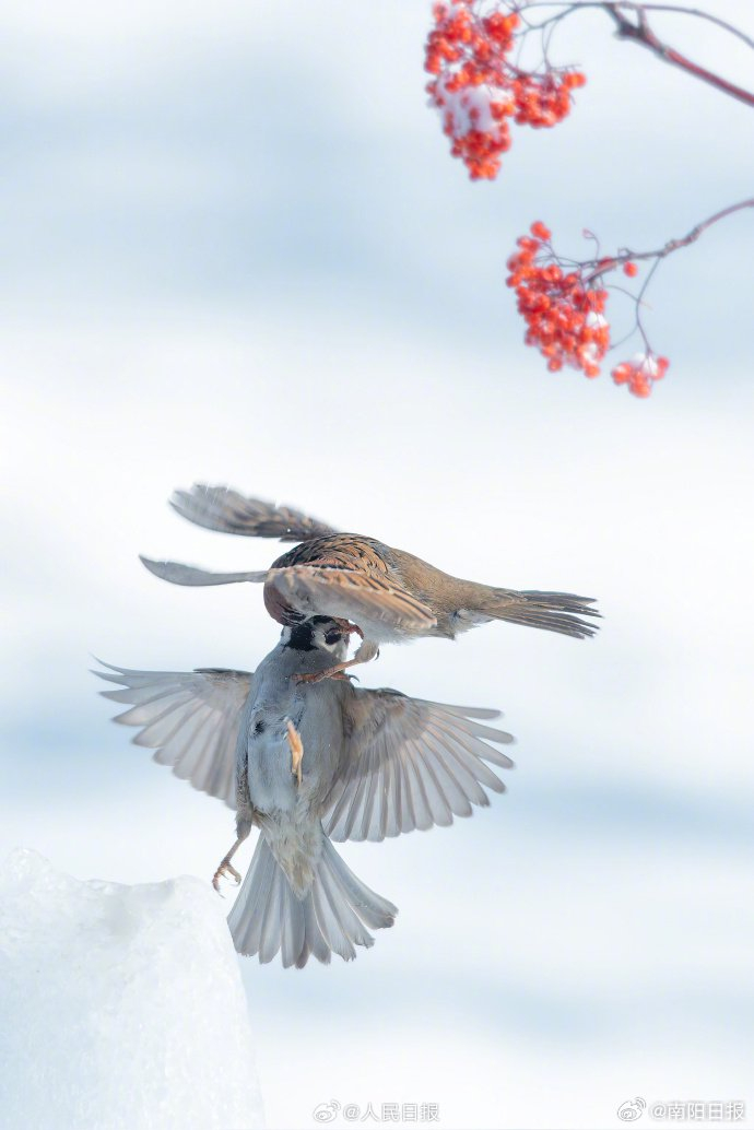 冬日韵味小鸟雪中嬉戏画面灵动