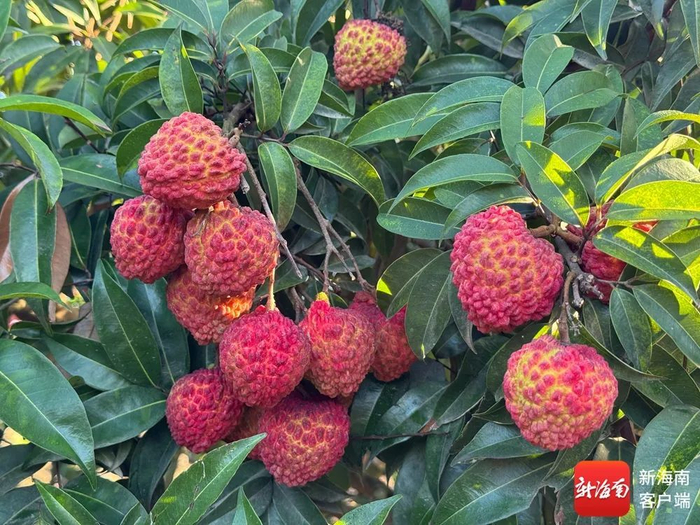 海口火山荔枝王接“荔”上市|海南省|海口市|永兴镇|海南荔枝|秀英区_新浪新闻