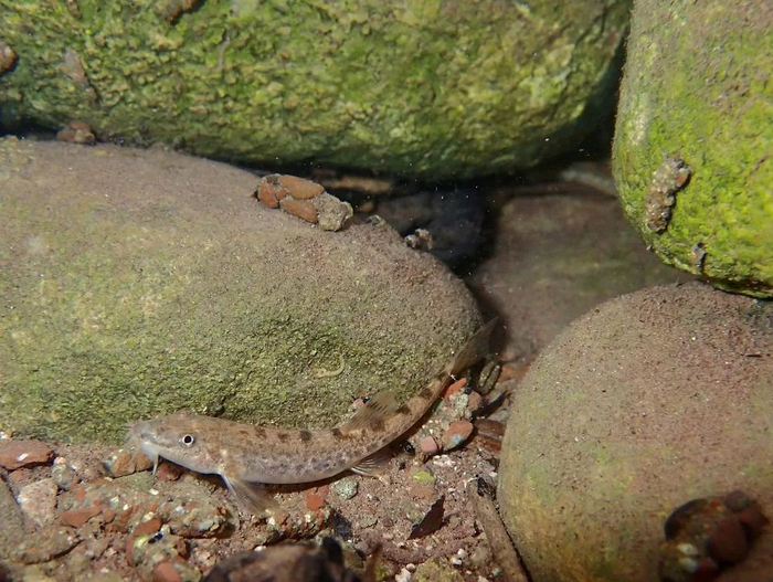 溪中的高原鳅 08大猫我们希望,以后来到豹乡田的有更多年轻人,他们