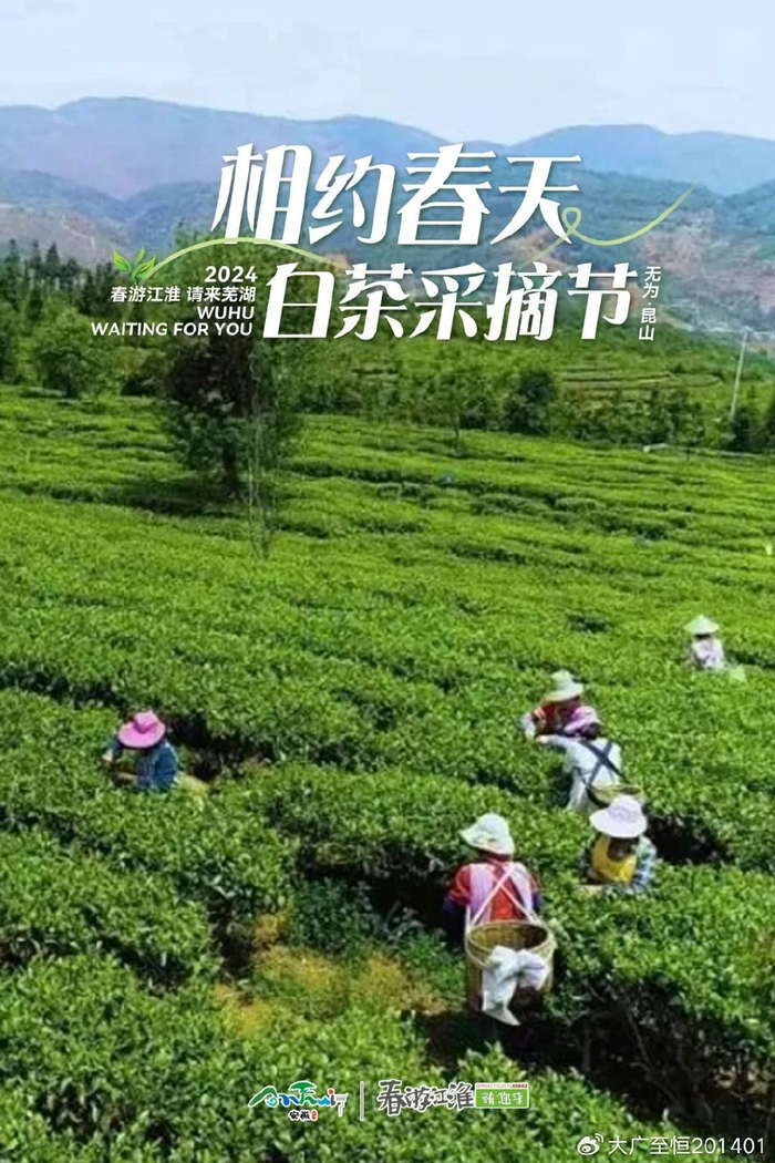 昆山|三公山|白茶_新浪新闻