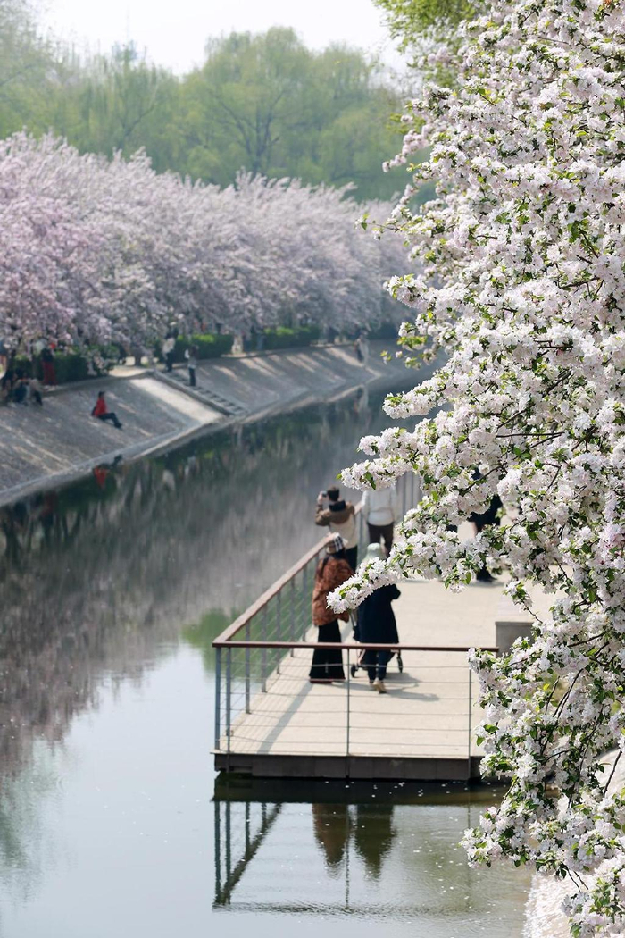一镜走天下海棠花溪在望京南地铁处赏花更美丽