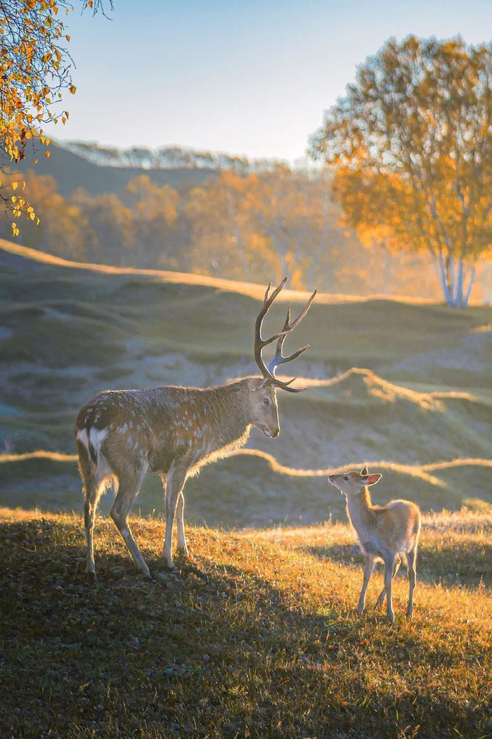 视觉中国|偶蹄目|有蹄类_新浪新闻