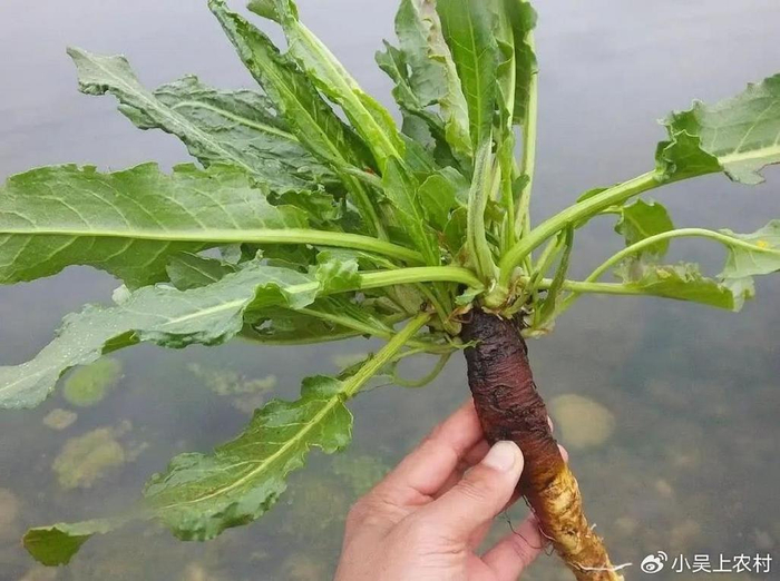 鲜嫩可口的野菠菜,不仅美味可口,还具有一定的药用价值,别错过|大自然