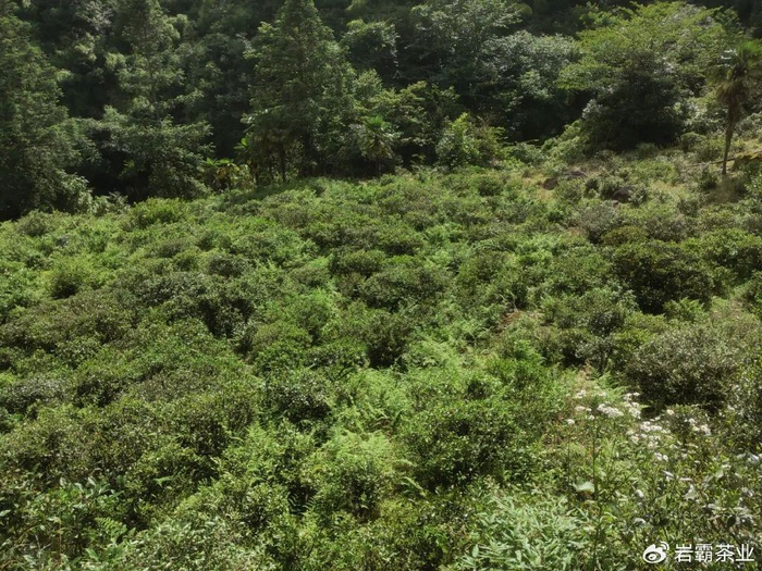 探寻那一抹武夷“红”|桐木|武夷|红茶_新浪新闻