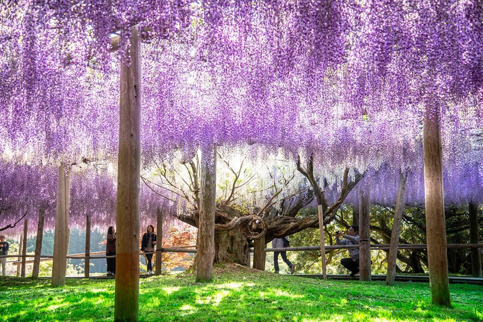 河内富士紫藤园是日本屈指可数的的私人紫藤花园