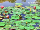 云南昭通睡莲绽放延时摄影展现灵动之美