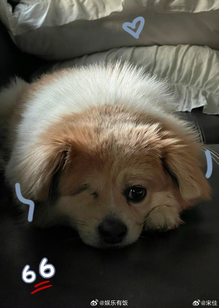 晒wink小狗也太可爱了吧又被治愈到了小饭的心都被萌化了
