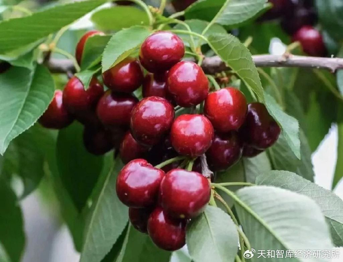 天和镇域经济观察 | 小镇大产业之天宝镇:一颗樱桃的致富之路