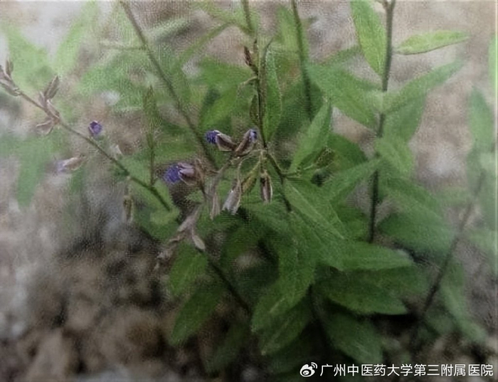 药你明白|远志——交通心肾、安定神志、益智强识之佳品|远志筒|出版社|小草|灰黄色|断面_新浪新闻