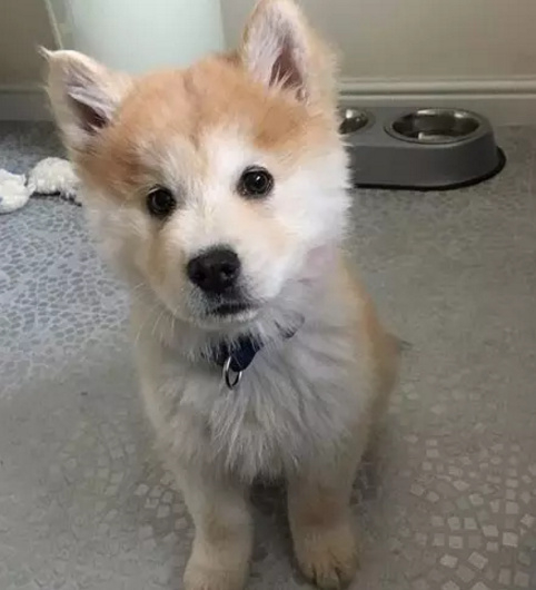 蠢萌哈士奇跟松狮结合竟然可以生出这么可爱的哈狮奇