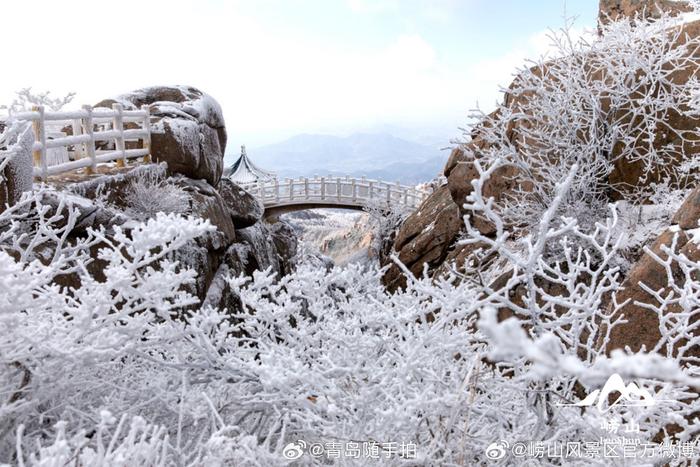 崂山耐冬降雪图片图片