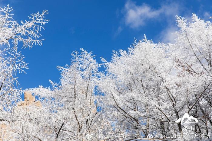 一下雪嶗山就成了冰雪仙境雪後初霽霧凇奇觀