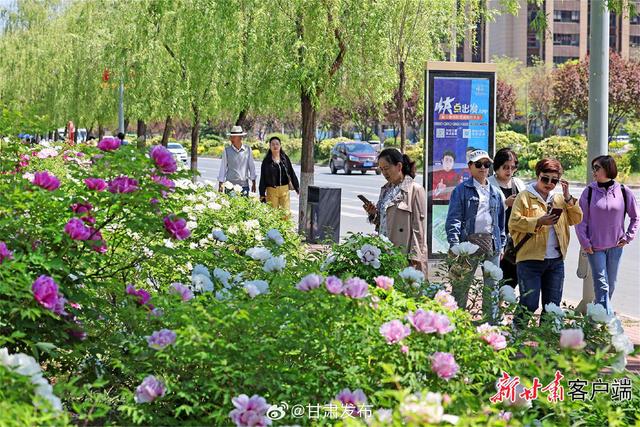 临夏市：牡丹花开香满城