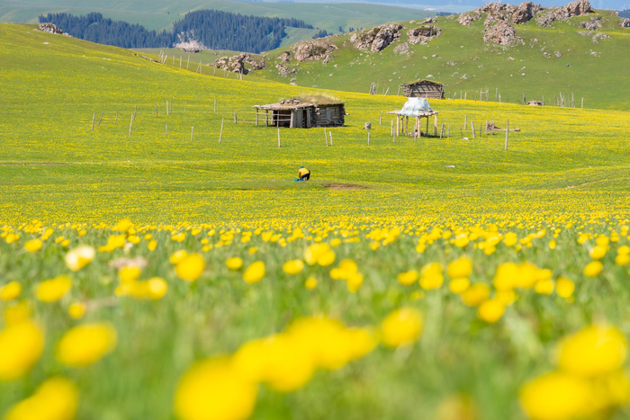 一半是草绿～作为典型的山地草甸类型草原