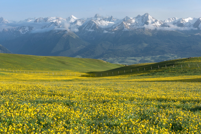 一半是草绿～作为典型的山地草甸类型草原