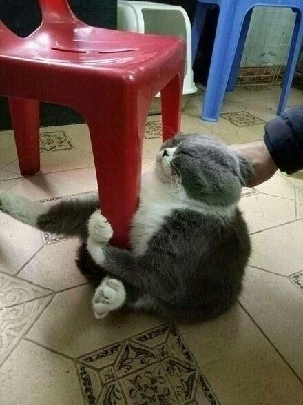 5/ 6喵星人抱柱杀……你撒手,朕不去洗澡澡 6