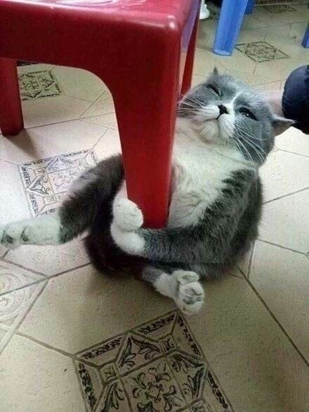 喵星人抱柱杀你撒手朕不去洗澡澡