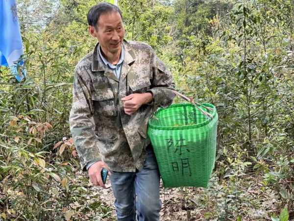 产地挨着“杭州大水缸”,叶如旗,芽似枪,除了西湖龙井,杭州还有“桦树旗枪”|西湖|茶叶|孙阿姨