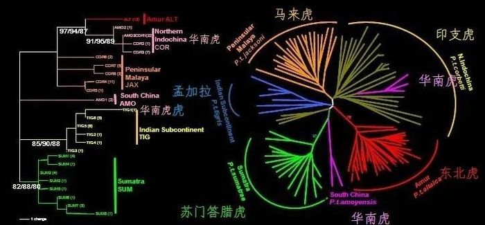 我收集了全世界老虎的基因,为华南虎理清了家谱