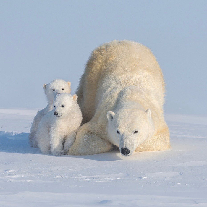 北极熊一家 摄影丨hao jiang