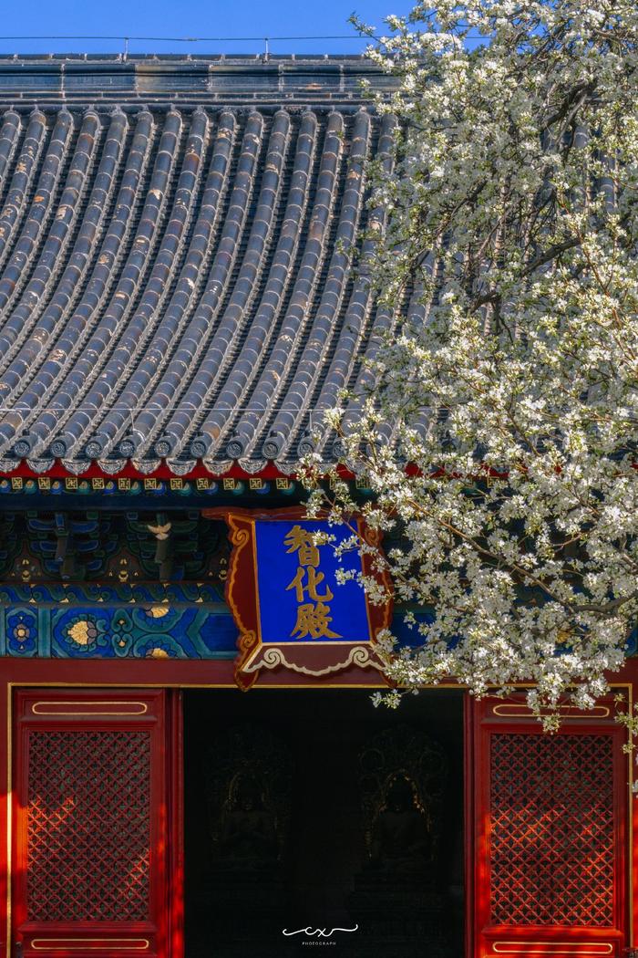 北京智化寺梨花图片