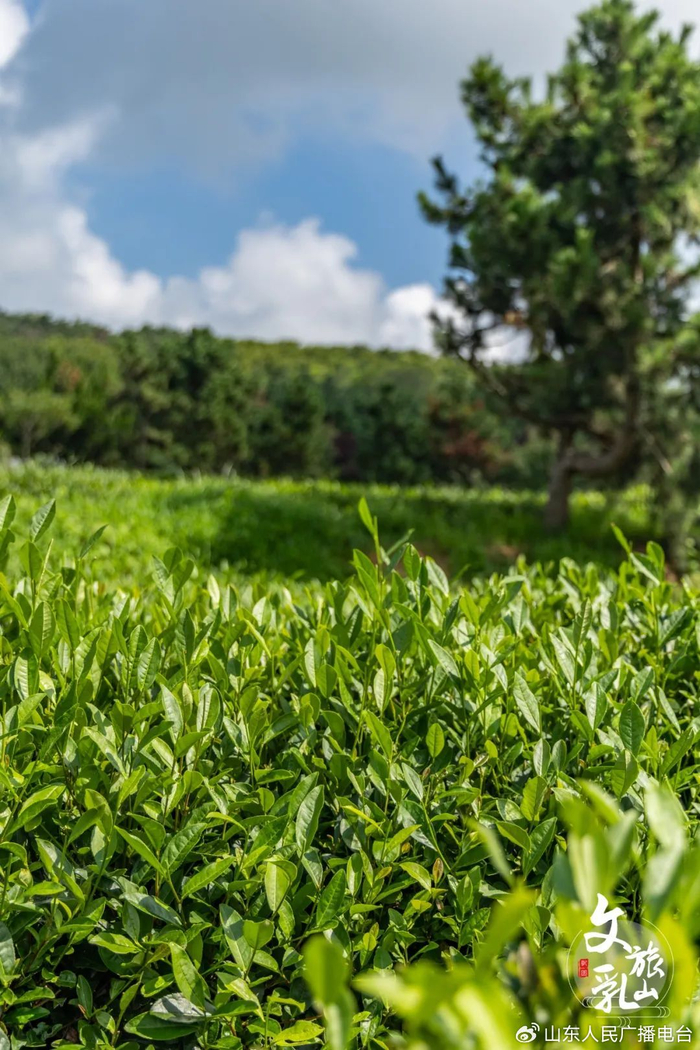 威茗茶业地址 | 荣成市凉水泉村电话 | 13863141413小贴士这里的茶树