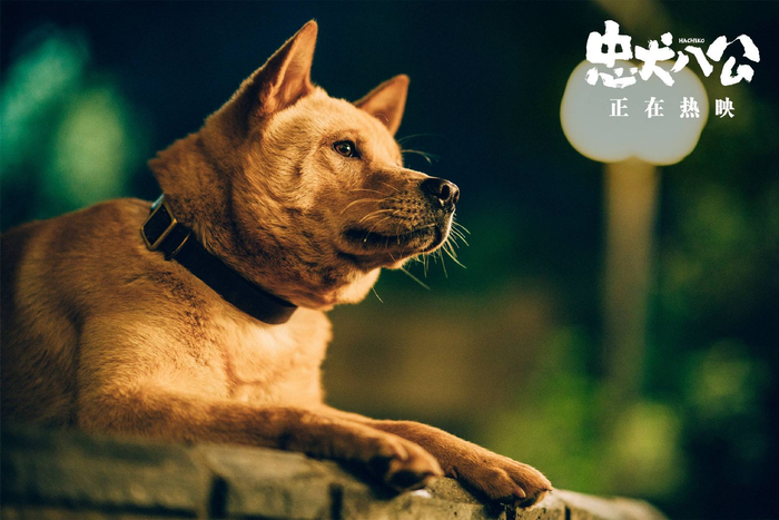 电影《忠犬八公》今日感动献映 五大看点揭秘“重磅情感炸弹”
