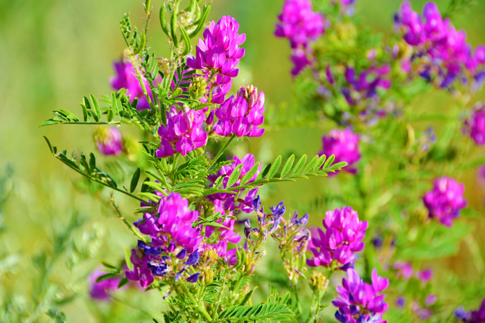 达乌里黄芪花朵,原创拍摄