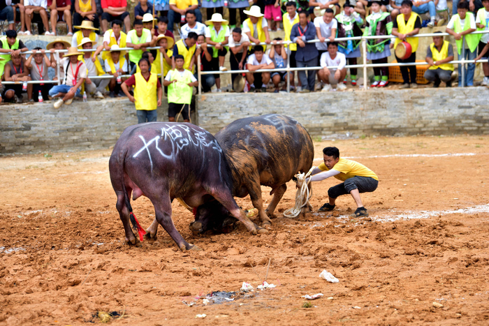贵州省黔东南苗族侗族自治州从江县加勉乡举办新米节活动, 牛王争霸赛