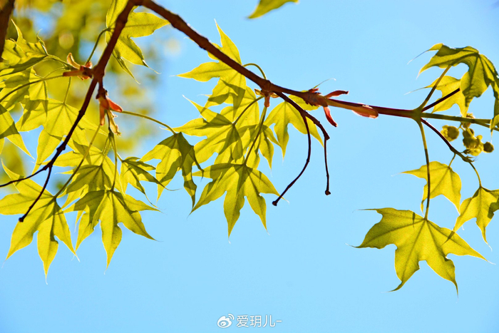 春天的枫树花,原创拍摄