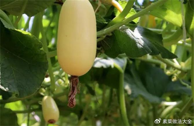 北瓜是什么瓜？除了冬瓜西瓜南瓜，这世上还真有北瓜|植物|品种|故事|形状|三角形_新浪新闻