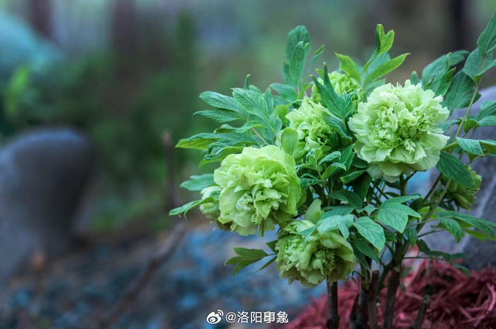 今年王城公园的绿牡丹春柳也提前开了