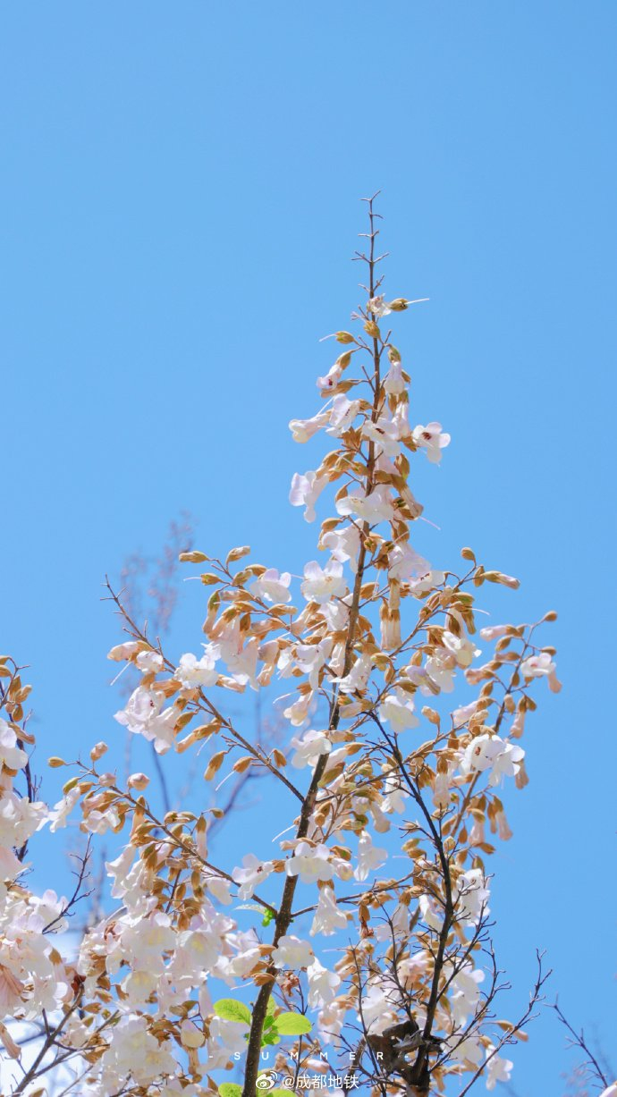 春天限定泡桐花开了浪漫的淡紫色是春天的气息