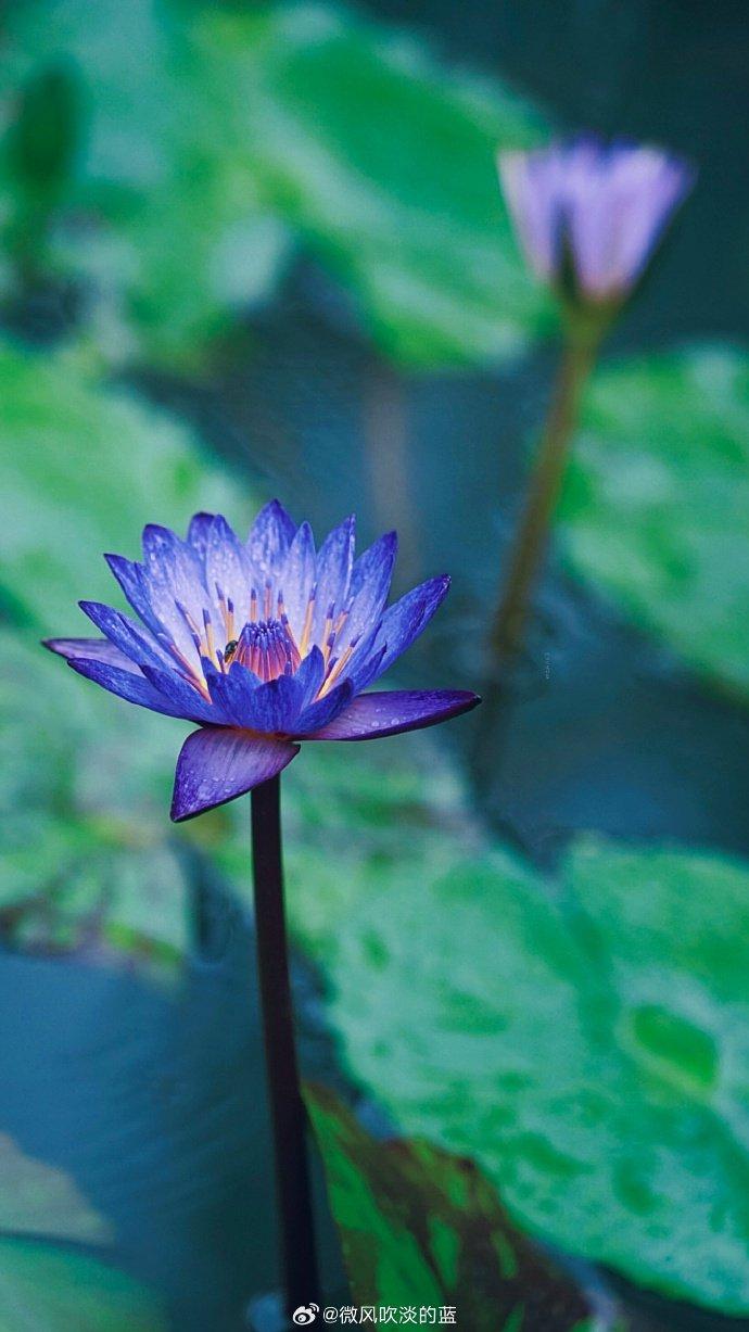 蓝莲花真实图片图片