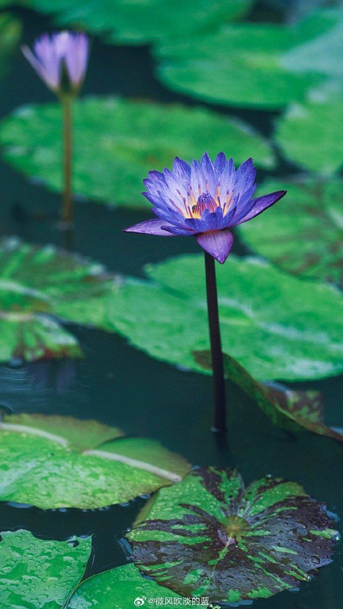 蓝莲花真实图片图片