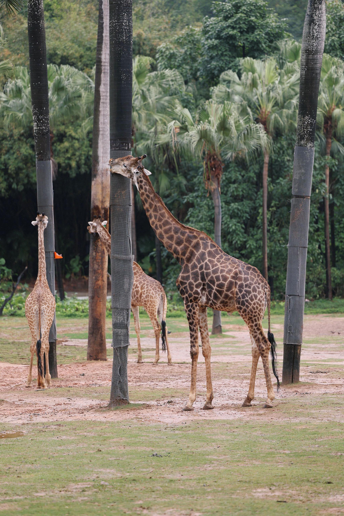 对长颈鹿的偏爱
