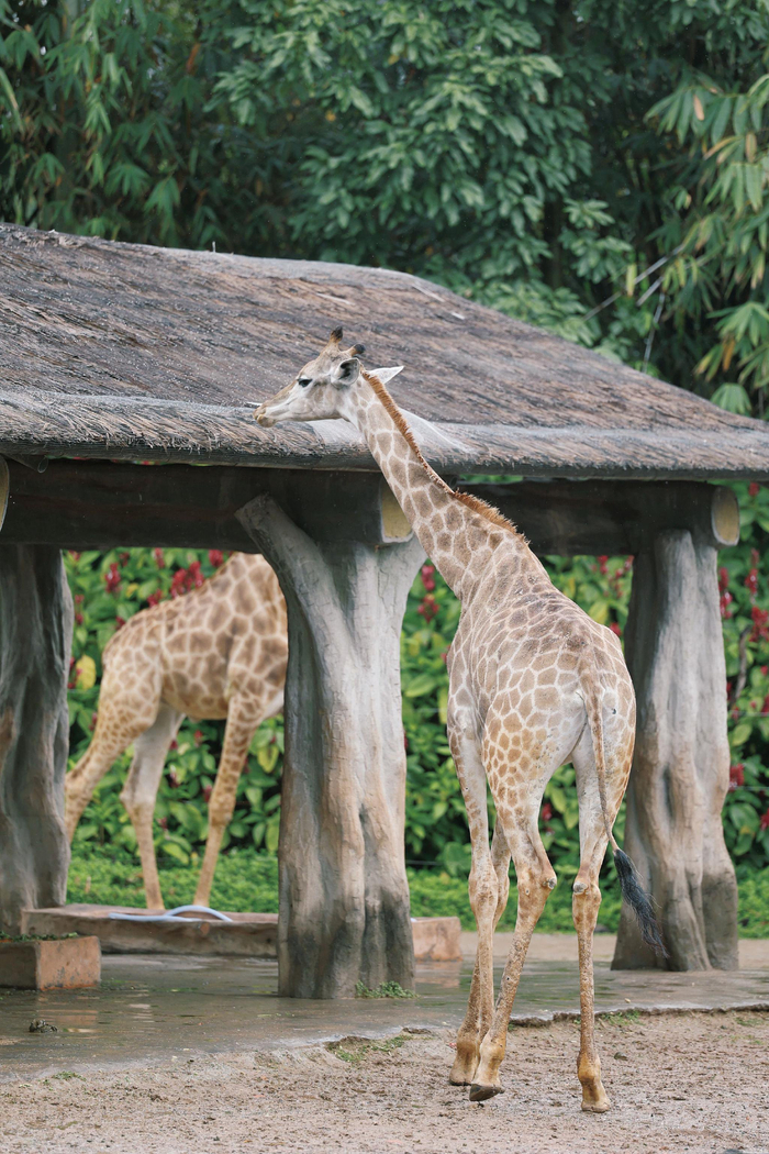 对长颈鹿的偏爱