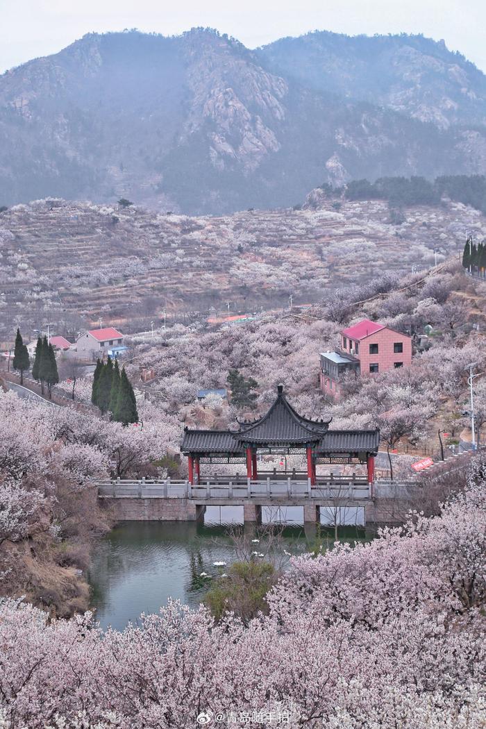 人家四月芳菲尽,青岛大崂樱桃谷 在青岛崂山西侧有一条狭长的山谷