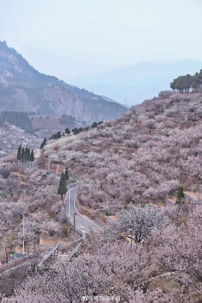 人家四月芳菲尽青岛大崂樱桃谷在青岛崂山西侧有一条狭长的山谷