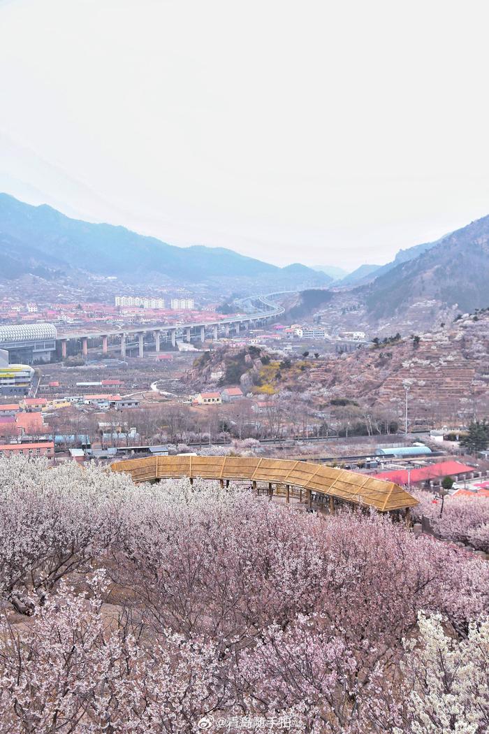 人家四月芳菲尽,青岛大崂樱桃谷 在青岛崂山西侧有一条狭长的山谷