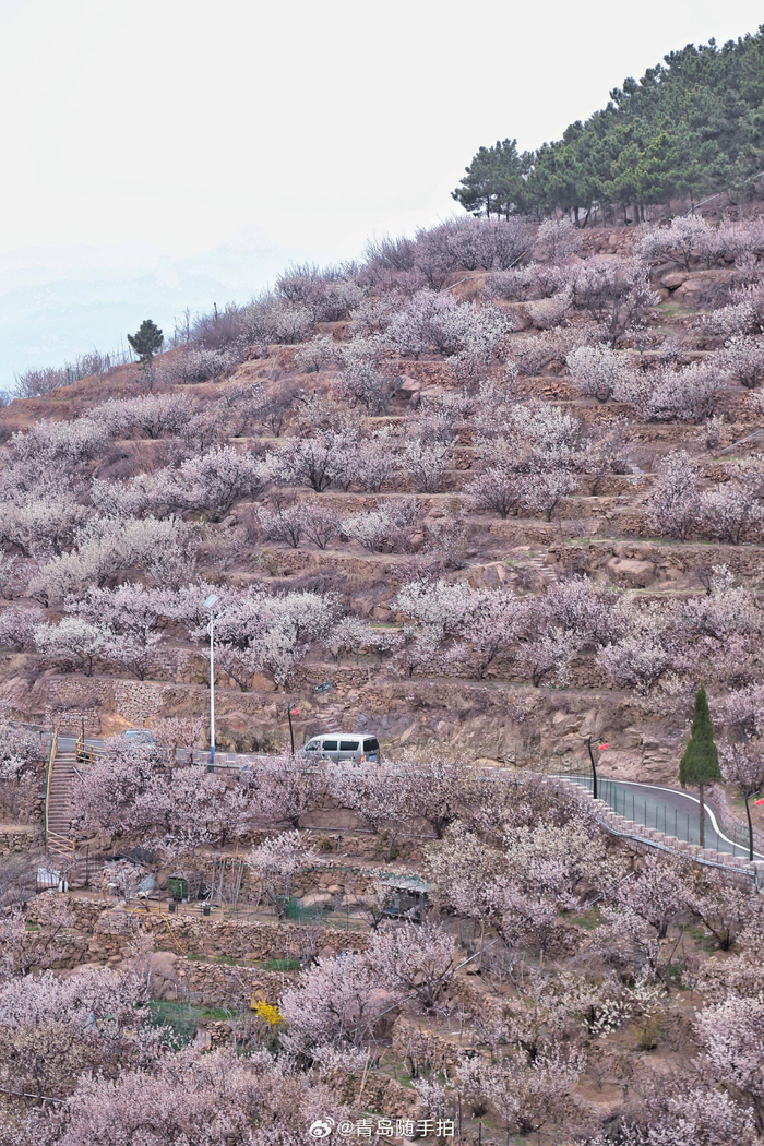 人家四月芳菲尽青岛大崂樱桃谷在青岛崂山西侧有一条狭长的山谷