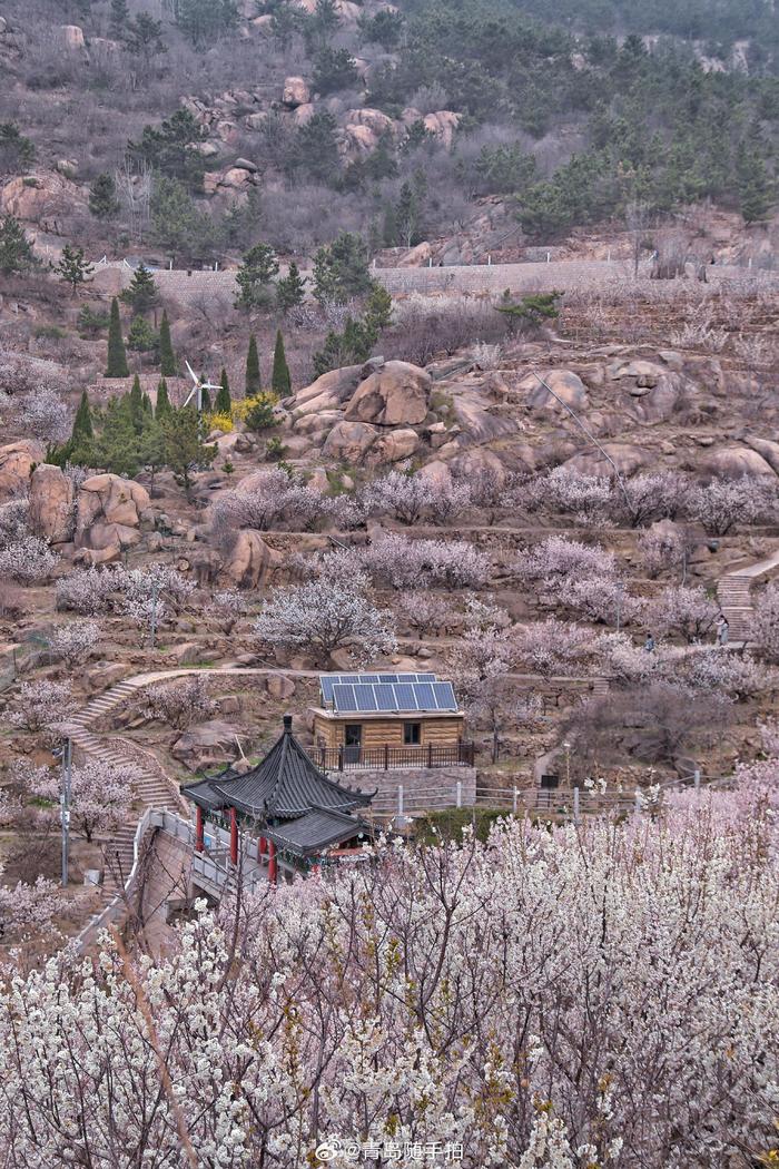 人家四月芳菲尽,青岛大崂樱桃谷 在青岛崂山西侧有一条狭长的山谷