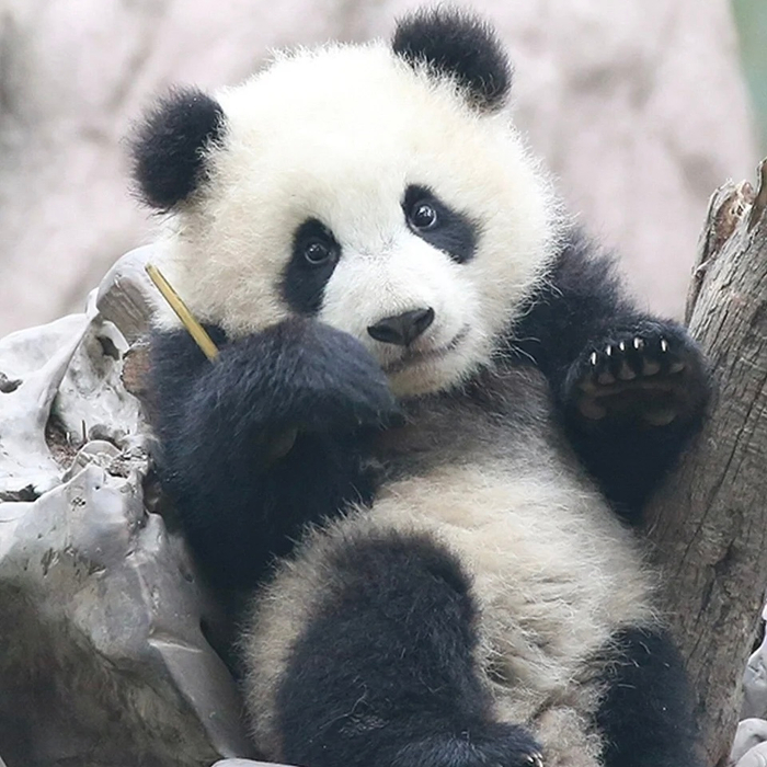 圆鼓鼓,肉嘟嘟的摇粒绒熊猫宝宝