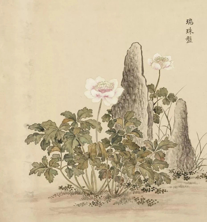 清·余省 海西集卉册 欣赏《海西集卉》册是余省在乾隆二十二年(1757|海西集卉|乾隆|周鲲