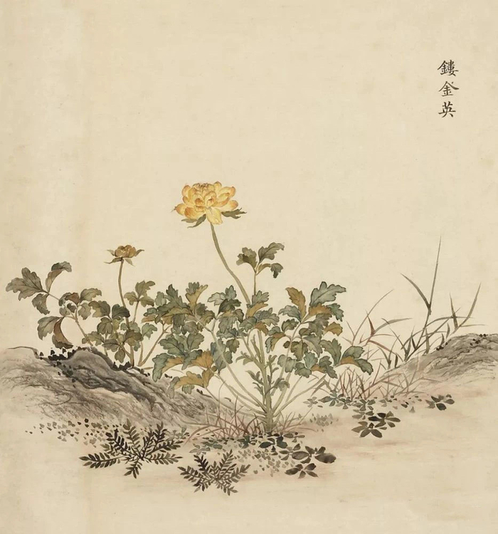 清·余省 海西集卉册 欣赏《海西集卉》册是余省在乾隆二十二年(1757|海西集卉|乾隆|周鲲