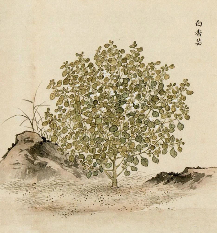 清·余省 海西集卉册 欣赏《海西集卉》册是余省在乾隆二十二年(1757|海西集卉|乾隆|周鲲