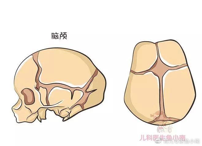 所以,最直接有效能保護囟門的,就是頭髮,所以就算有些地方習俗裡嬰兒